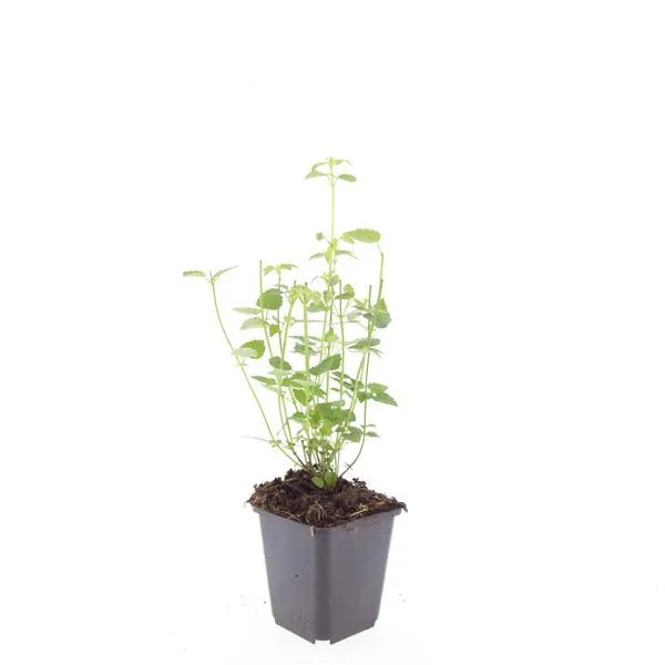 Agastache 'Black Adder' mit dunkelvioletten Blüten