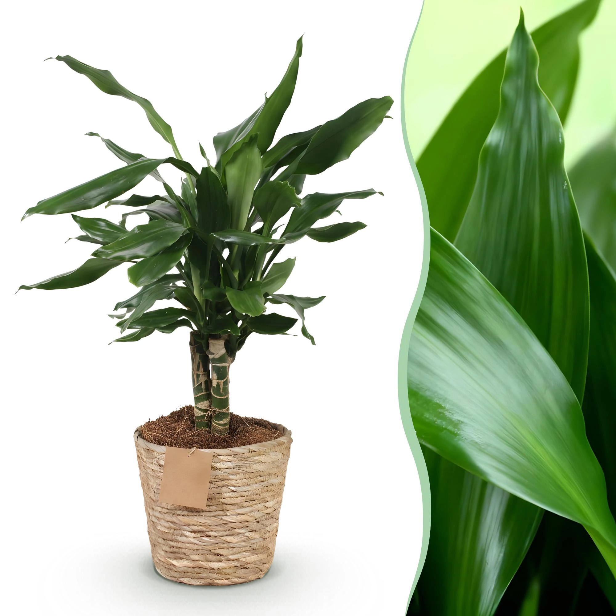 Dracaena fragrans Steudneri Detail