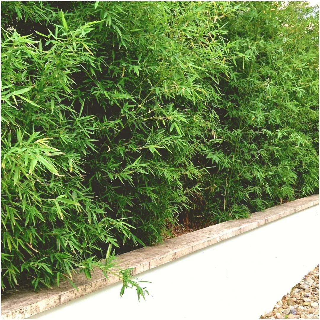 Fargesia Rufa Detailaufnahme