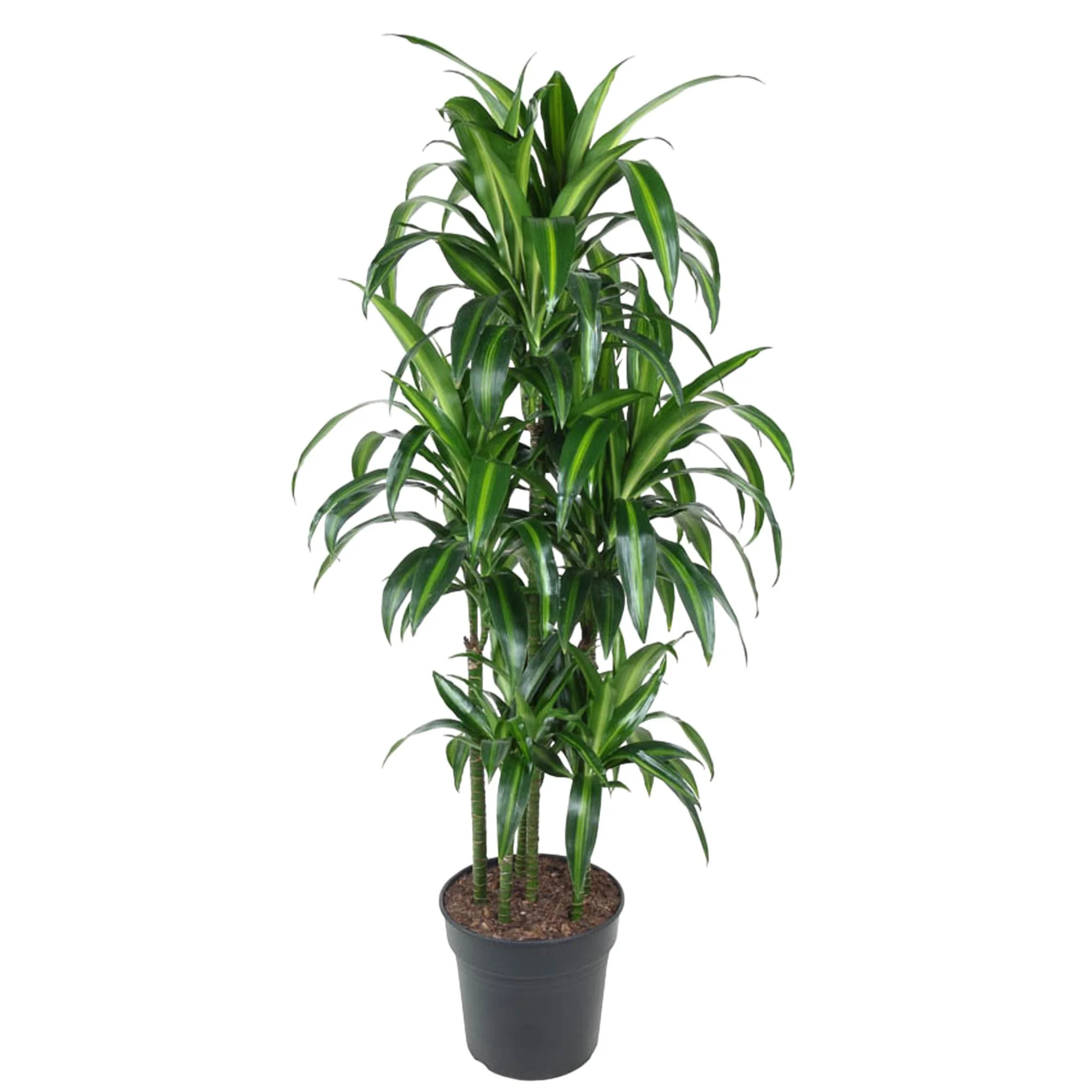 Dracaena Hawaiiana mit langen Blättern