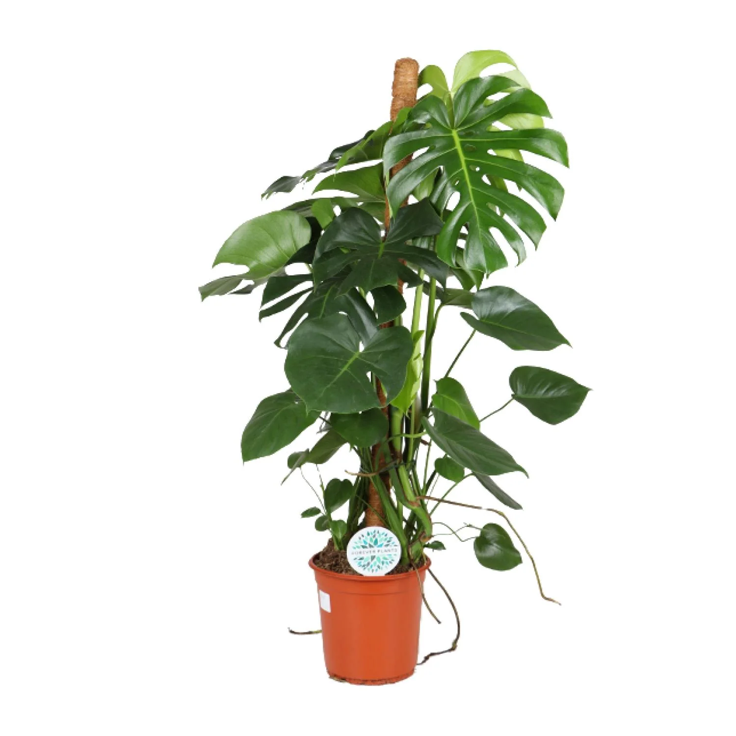 Monstera Deliciosa Pflegeleicht