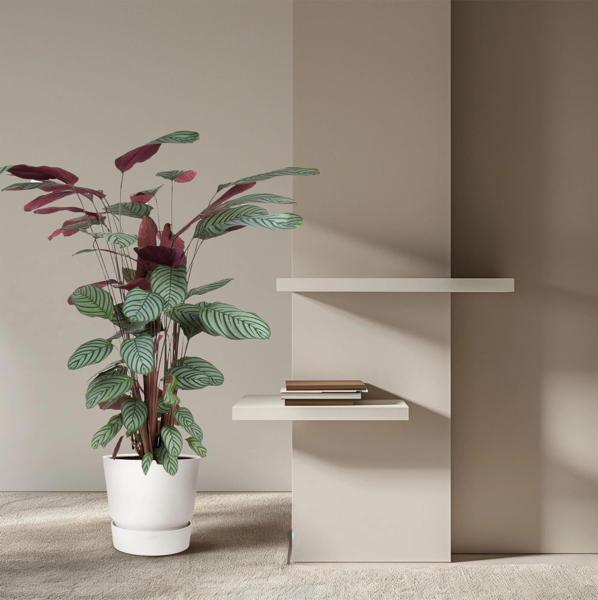 Detailaufnahme der Calathea Oppenheimiana
