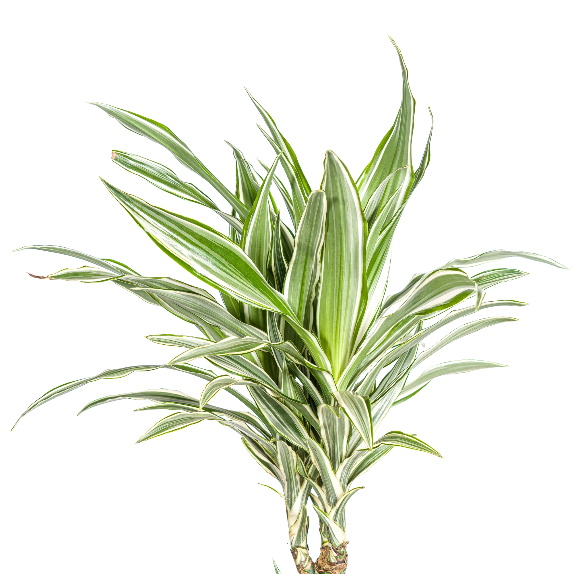 Dracaena Deremensis White Stripe