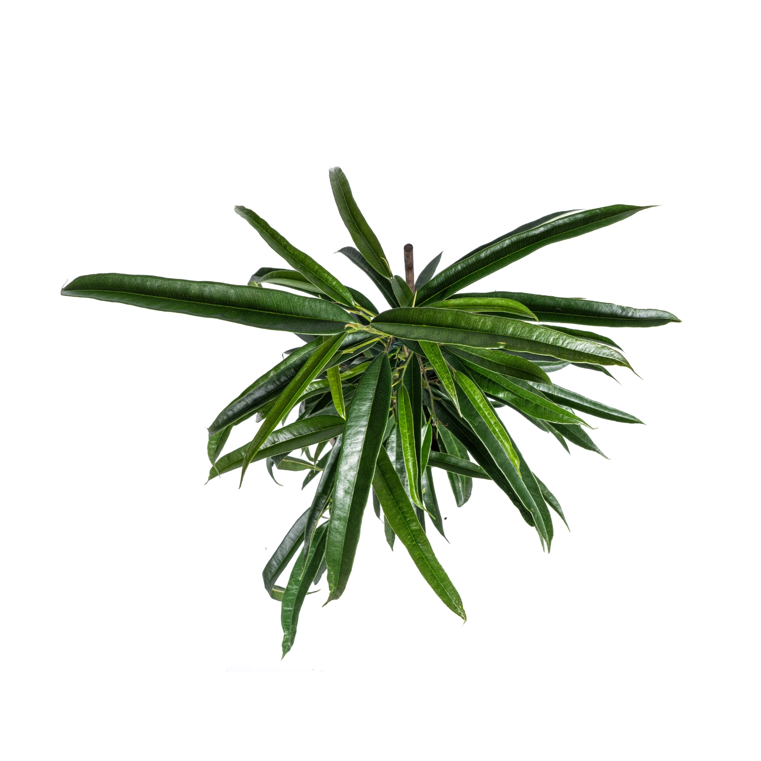 Ficus binnendijkii im Wohnraum