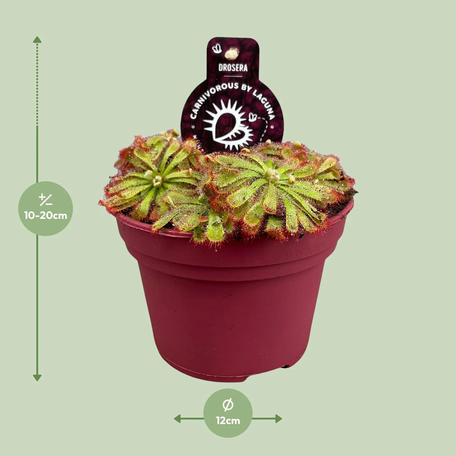 Drosera Aliciae - Detail