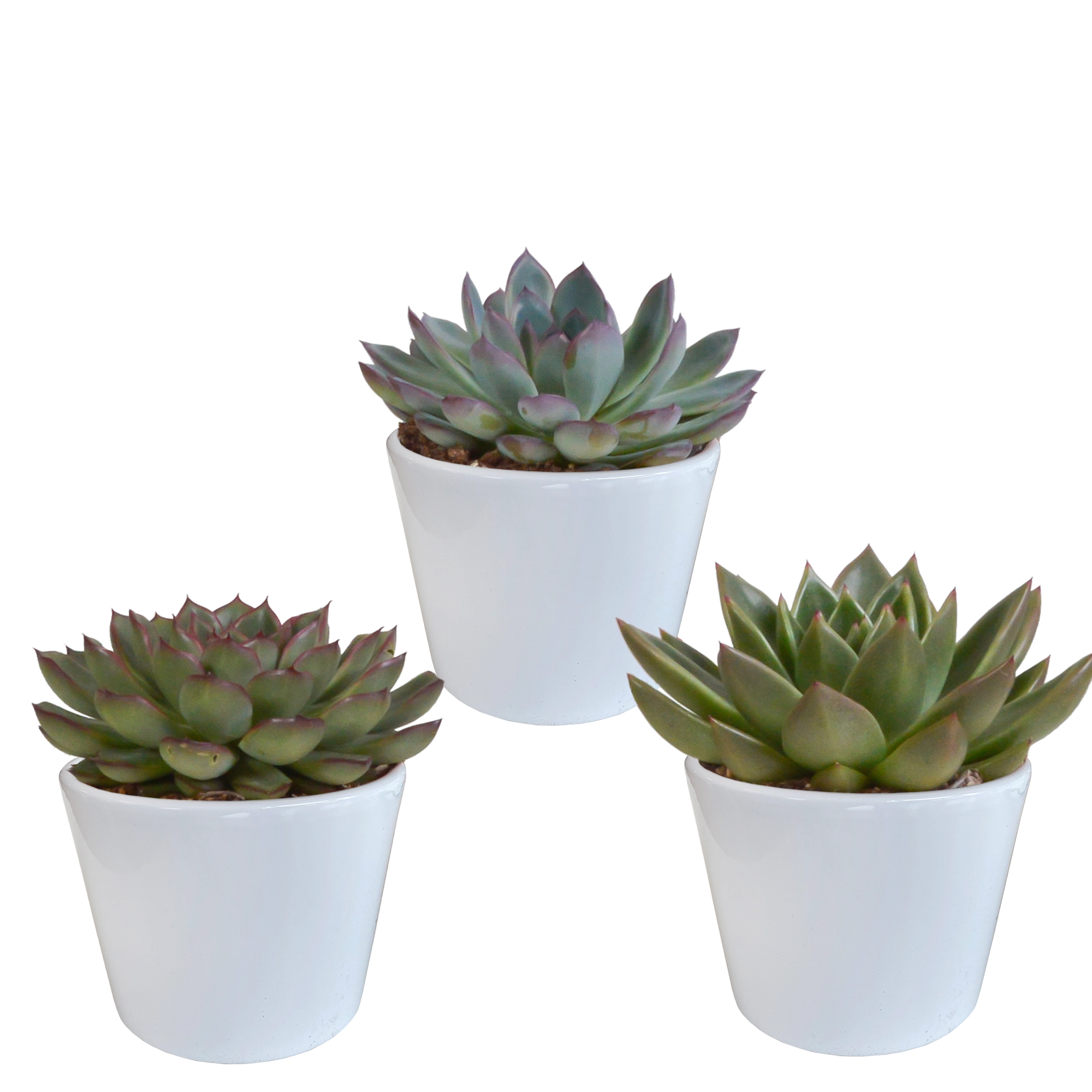 Echeveria-Mischung frontal im weißen Topf, 3 Pflanzen