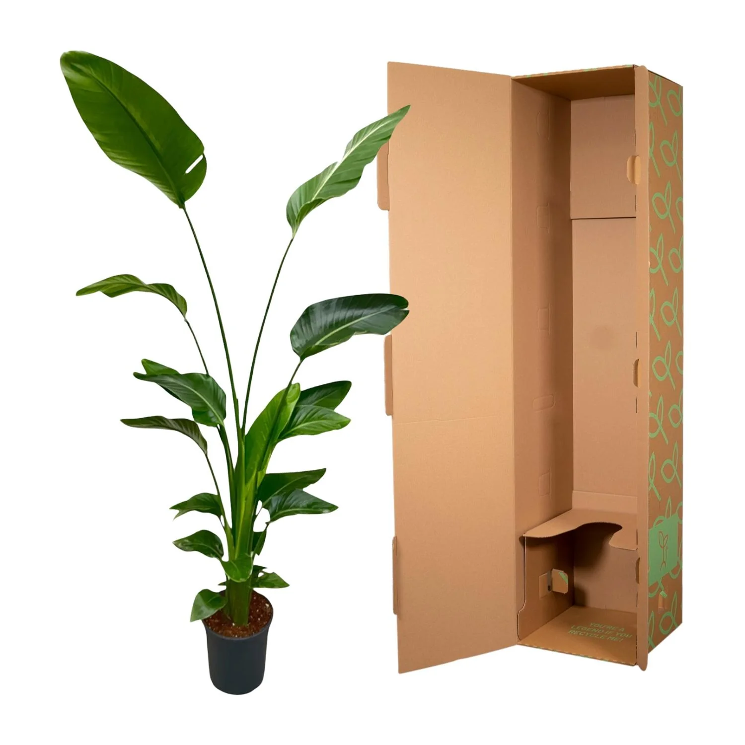 Strelitzia Nicolai – Weiße Paradiesvogel