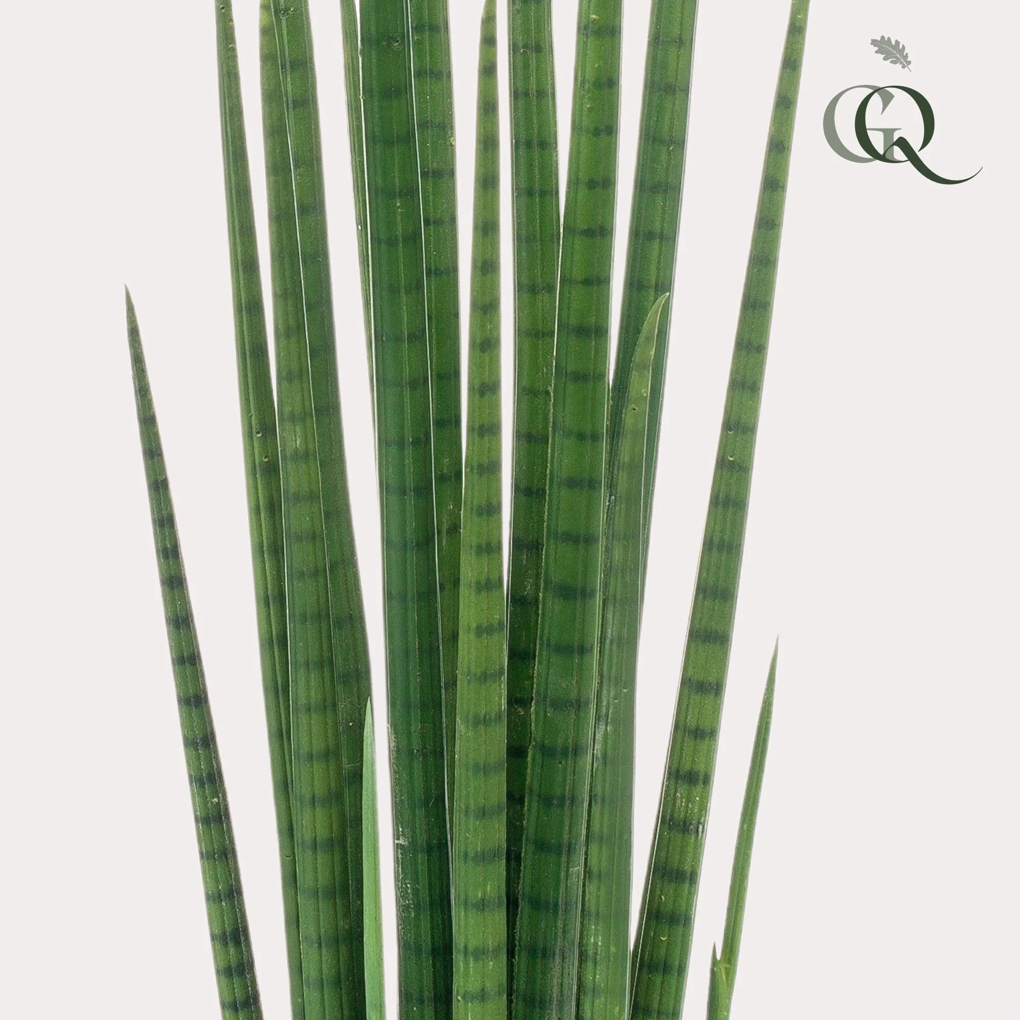 Kunstpflanze Sansevieria mit abgerundeten Blättern