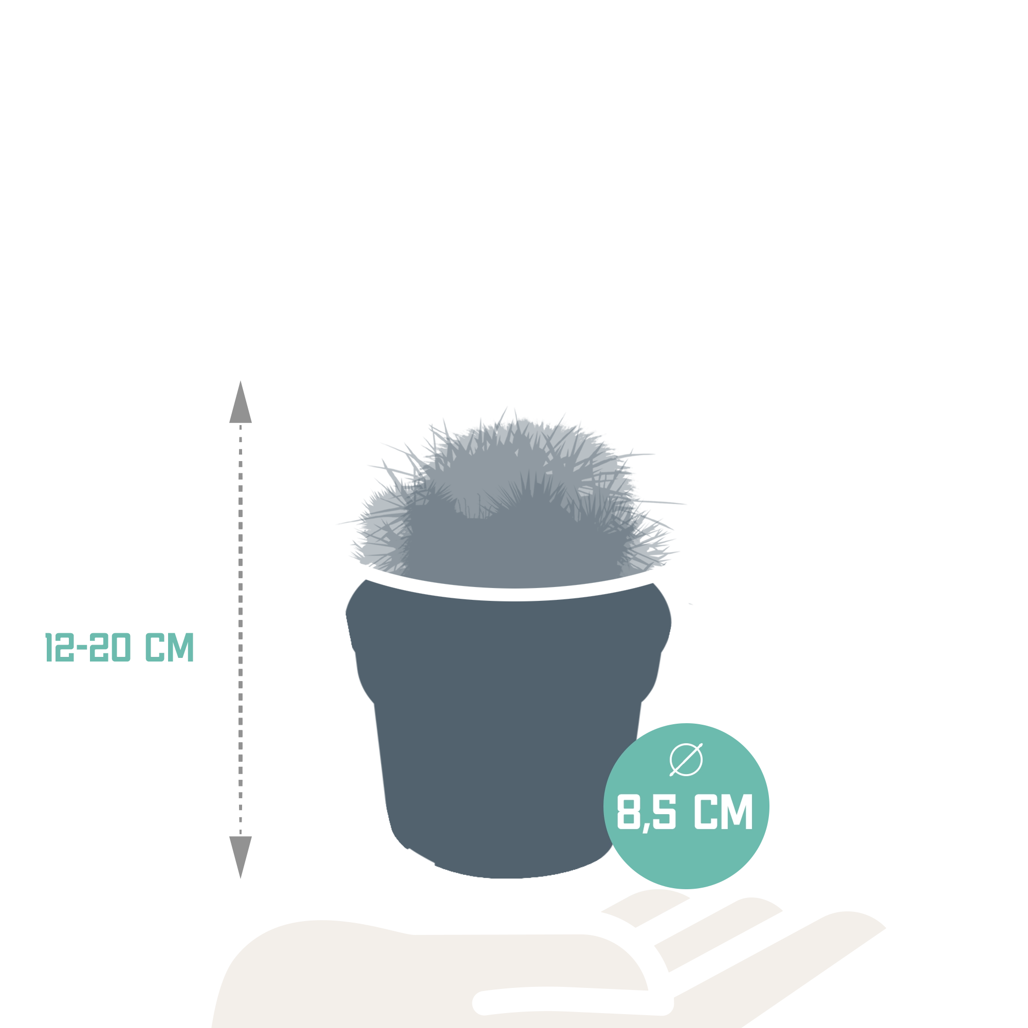 Bunte Kaktus Mischung