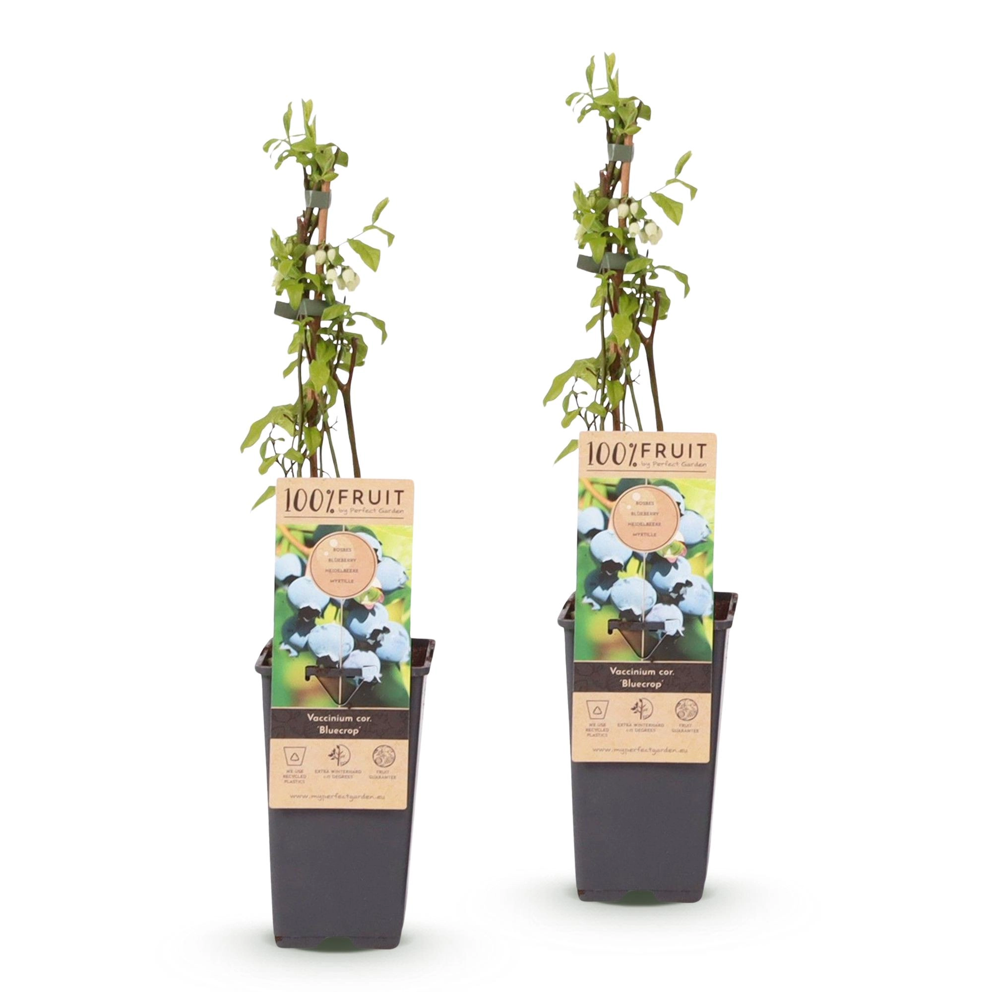 Vaccinium Corymbosum Bluecrop Heidelbeerpflanze