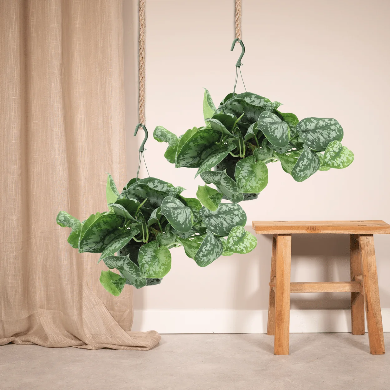 Scindapsus Pictus Trebie – Detailansicht