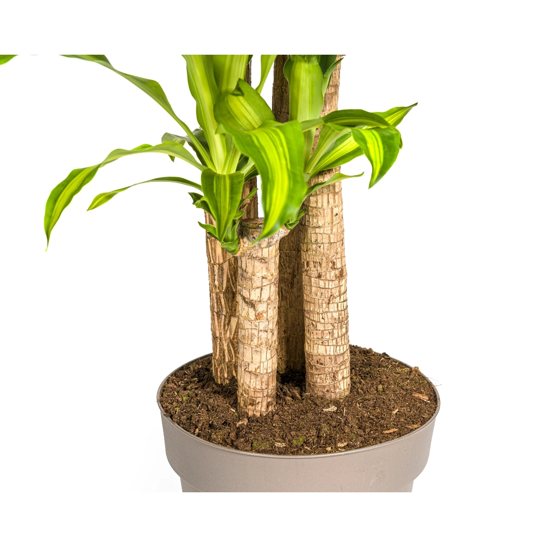 Dracaena Fragrans Massangeana Zimmerpflanze