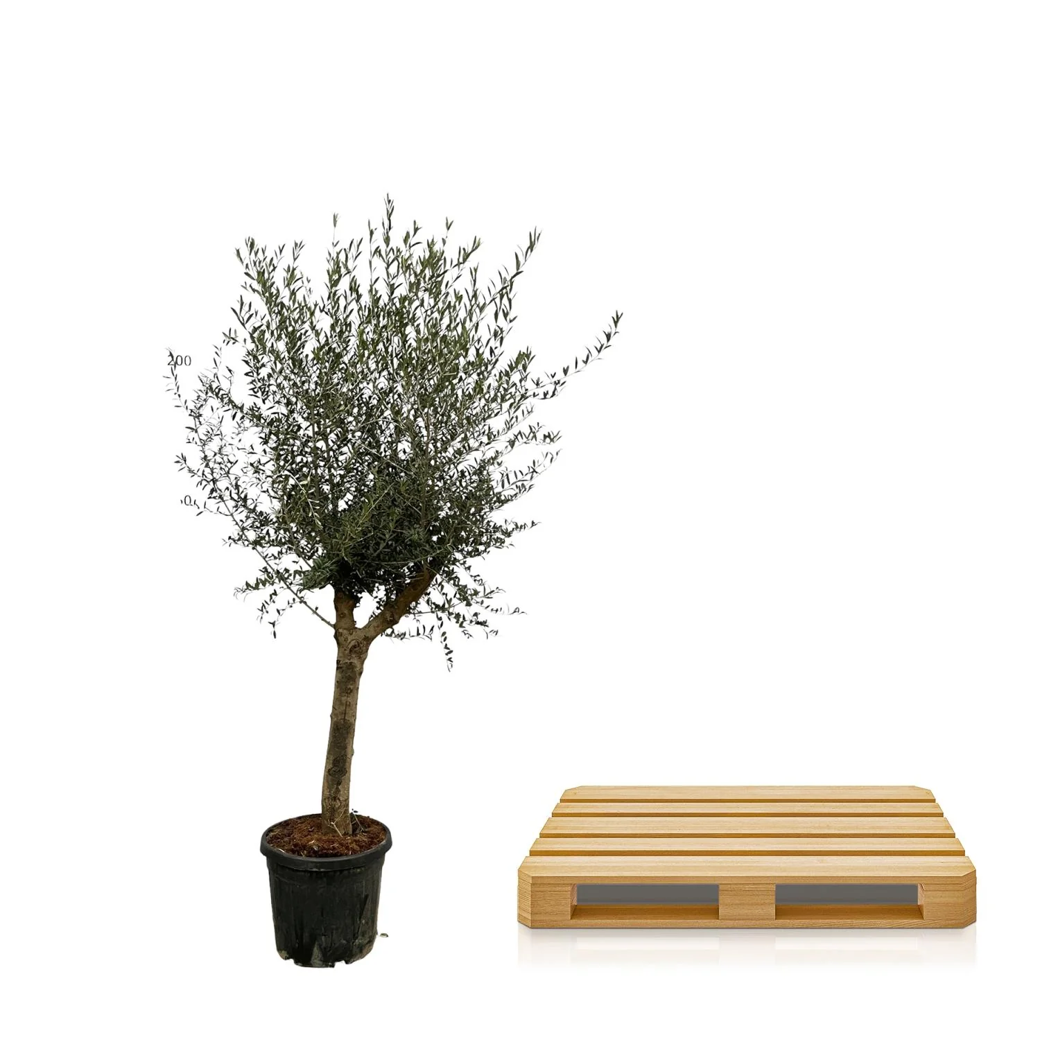 Olea Lorc Pflanze