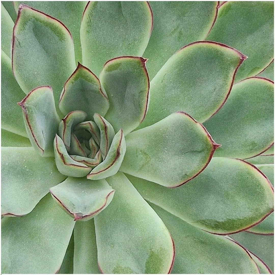 Echeveria pulidonis als Rootless-Sukkulente
