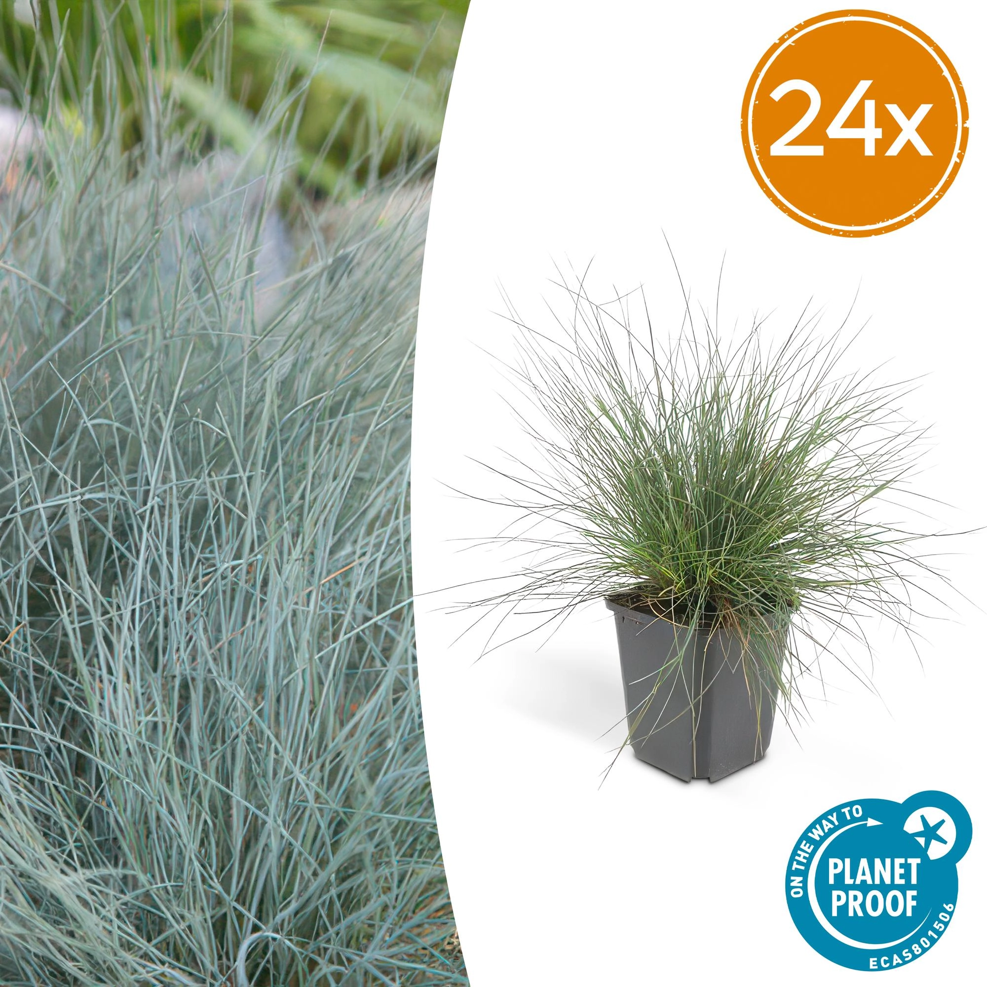 Festuca glauca ‘Eljae Blue’ Ziergras