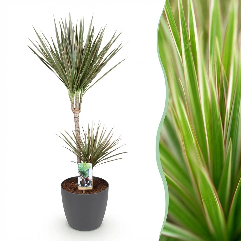 Dracaena Marginata Bicolor – ganze Pflanze im Topf
