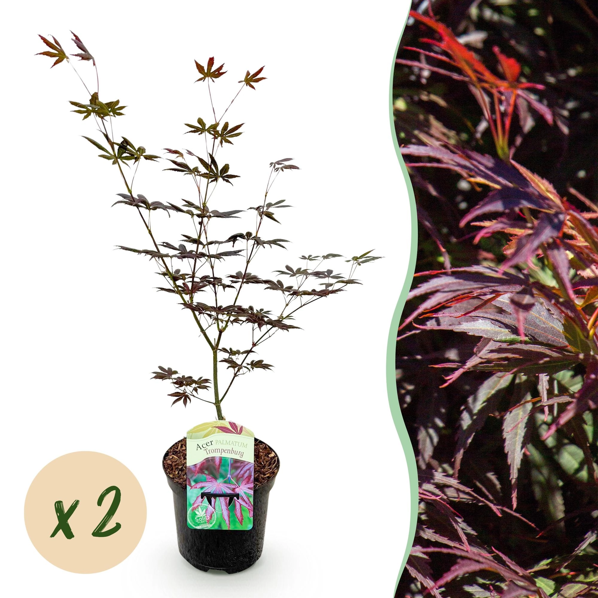 Acer palmatum Trompenburg Blatt und Herbstfarben