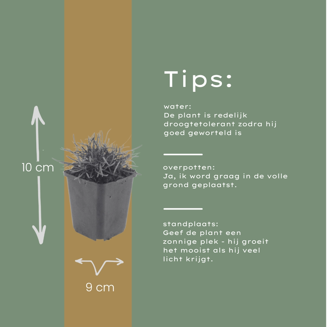 Detail: rosa Kugelblüte und grasartiges dunkelgrünes Laub der Armeria maritima 'Splendens'