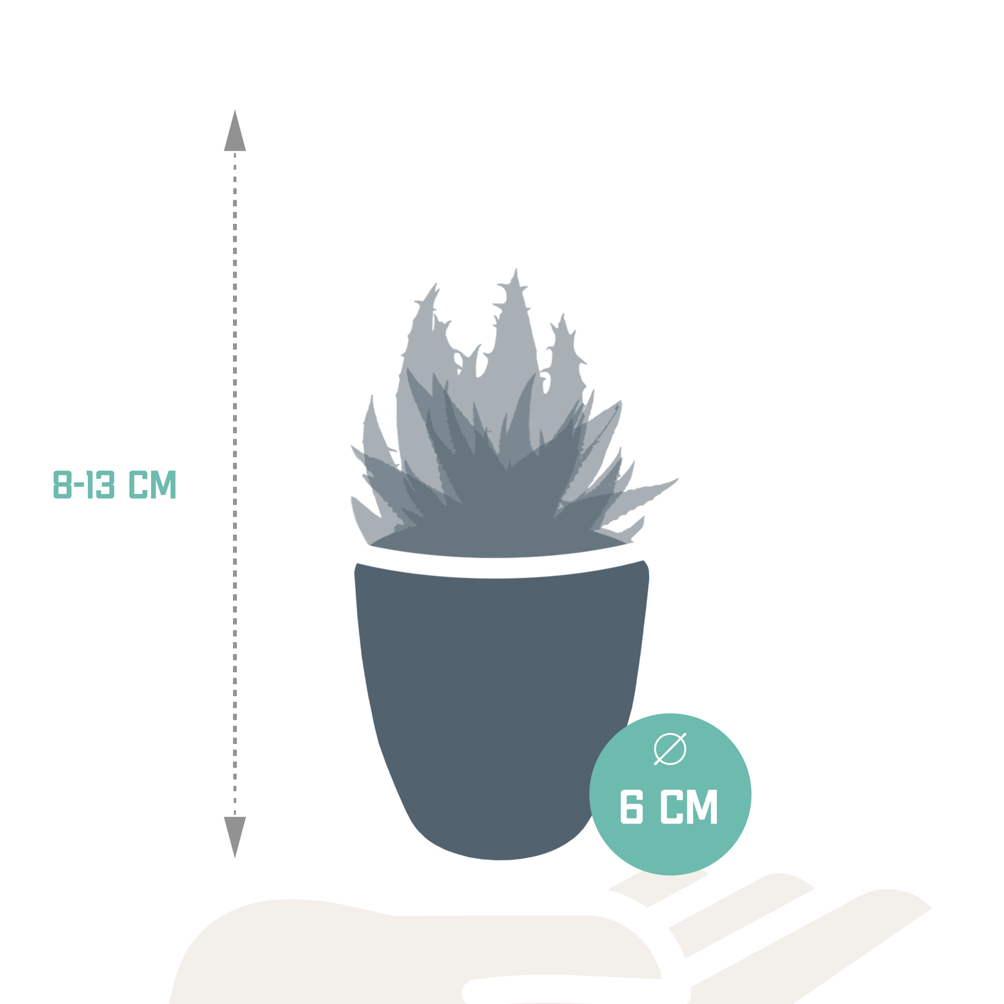Detailansicht der Gasteria/Haworthia Mischung