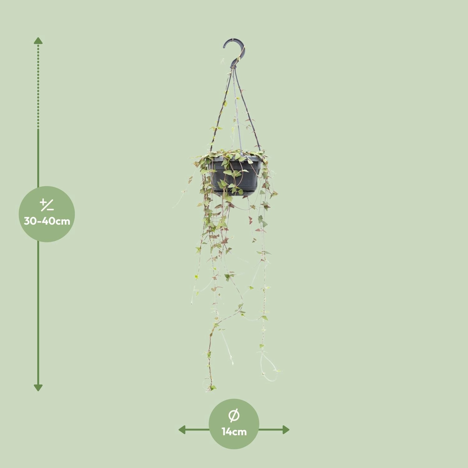 Ceropegia Linearis 'Remy' Pflanze