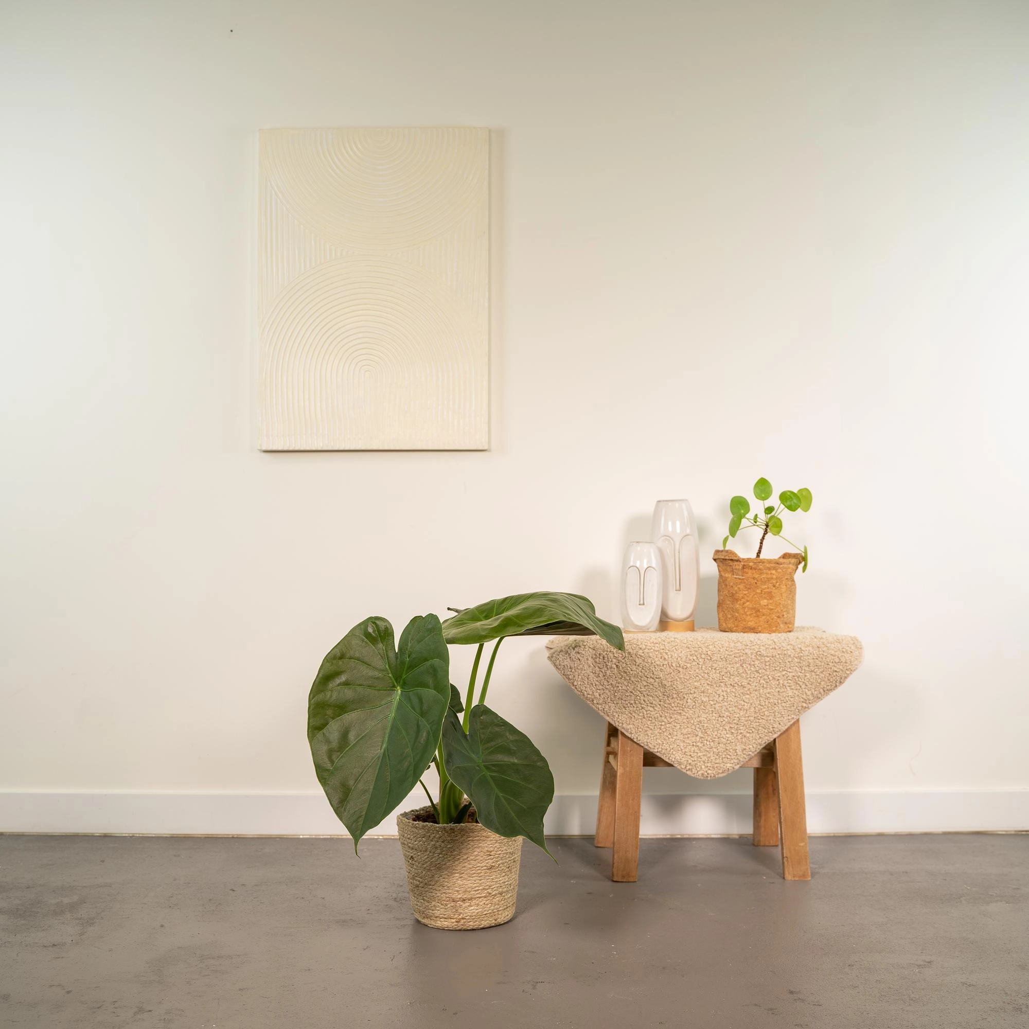 Detailansicht Alocasia Wentii