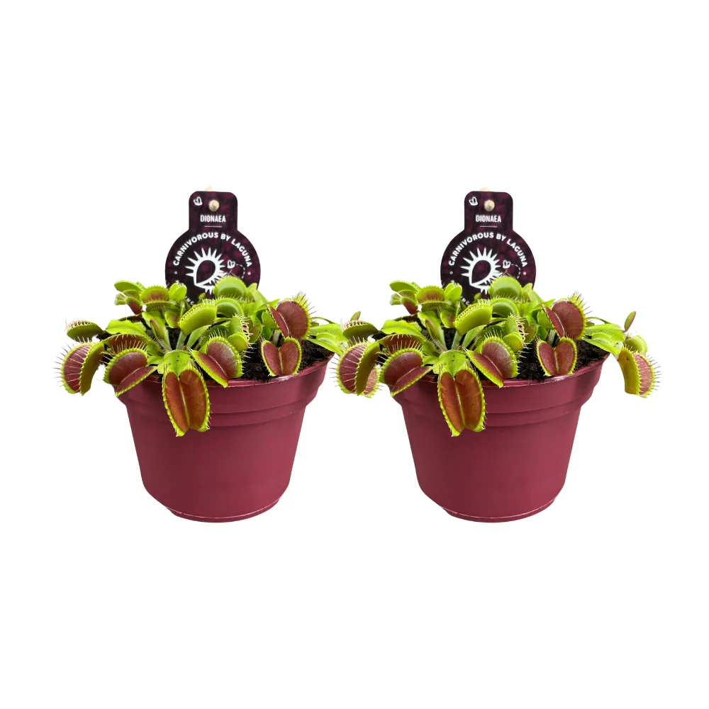 Dionaea Muscipula
