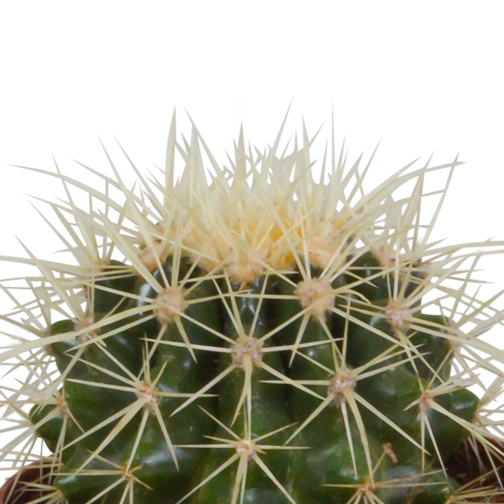 Detailansicht von bunten Kakteen