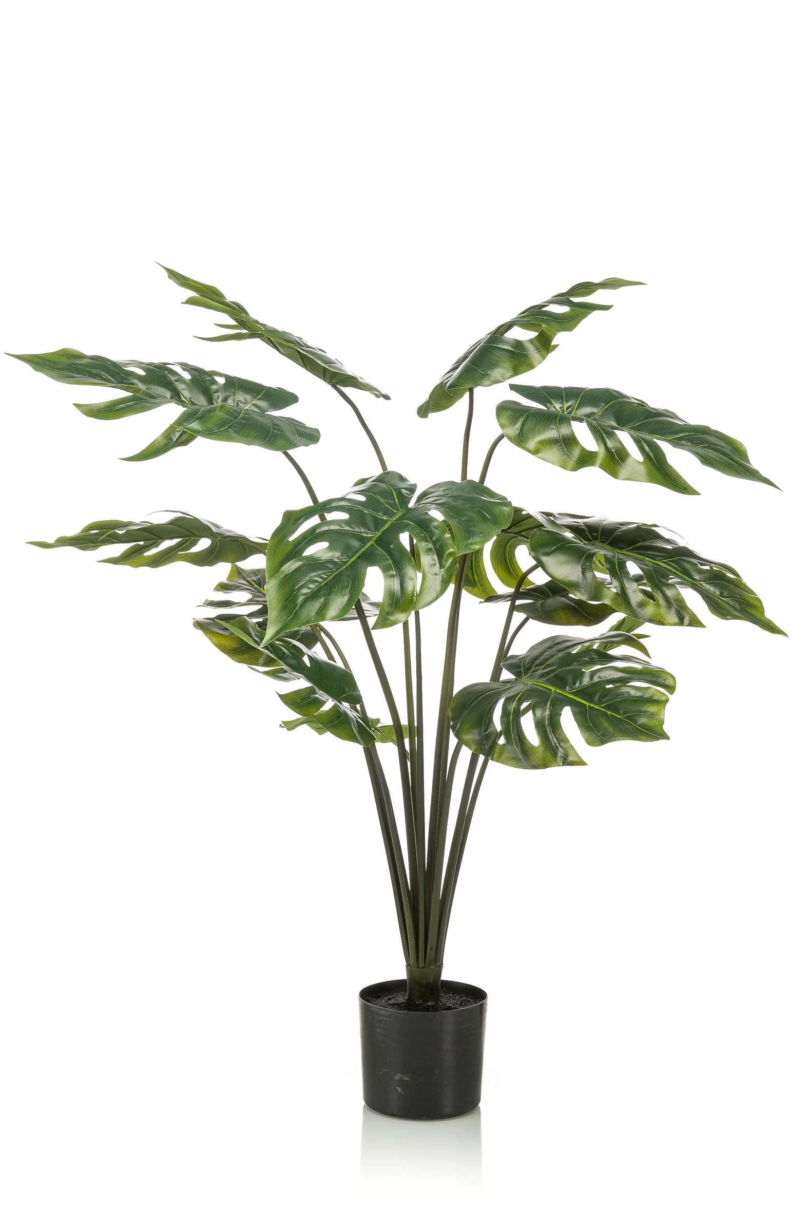Monstera Deliciosa in dekorativem Umfeld