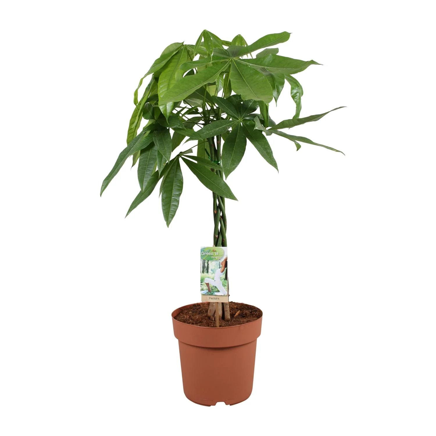 Pachira Aquatica – Geldbaum