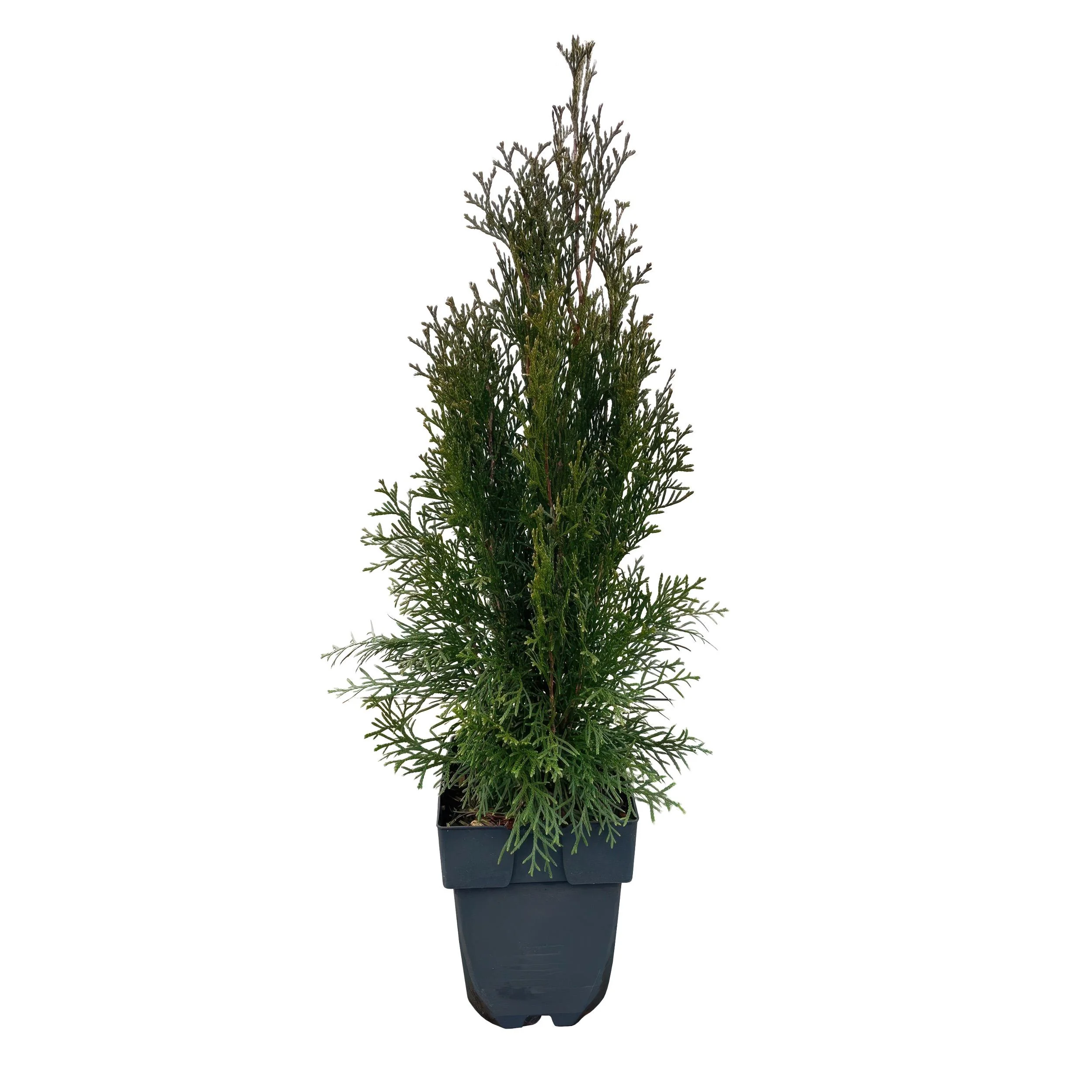 Detailansicht Thuja occidentalis Smaragdist