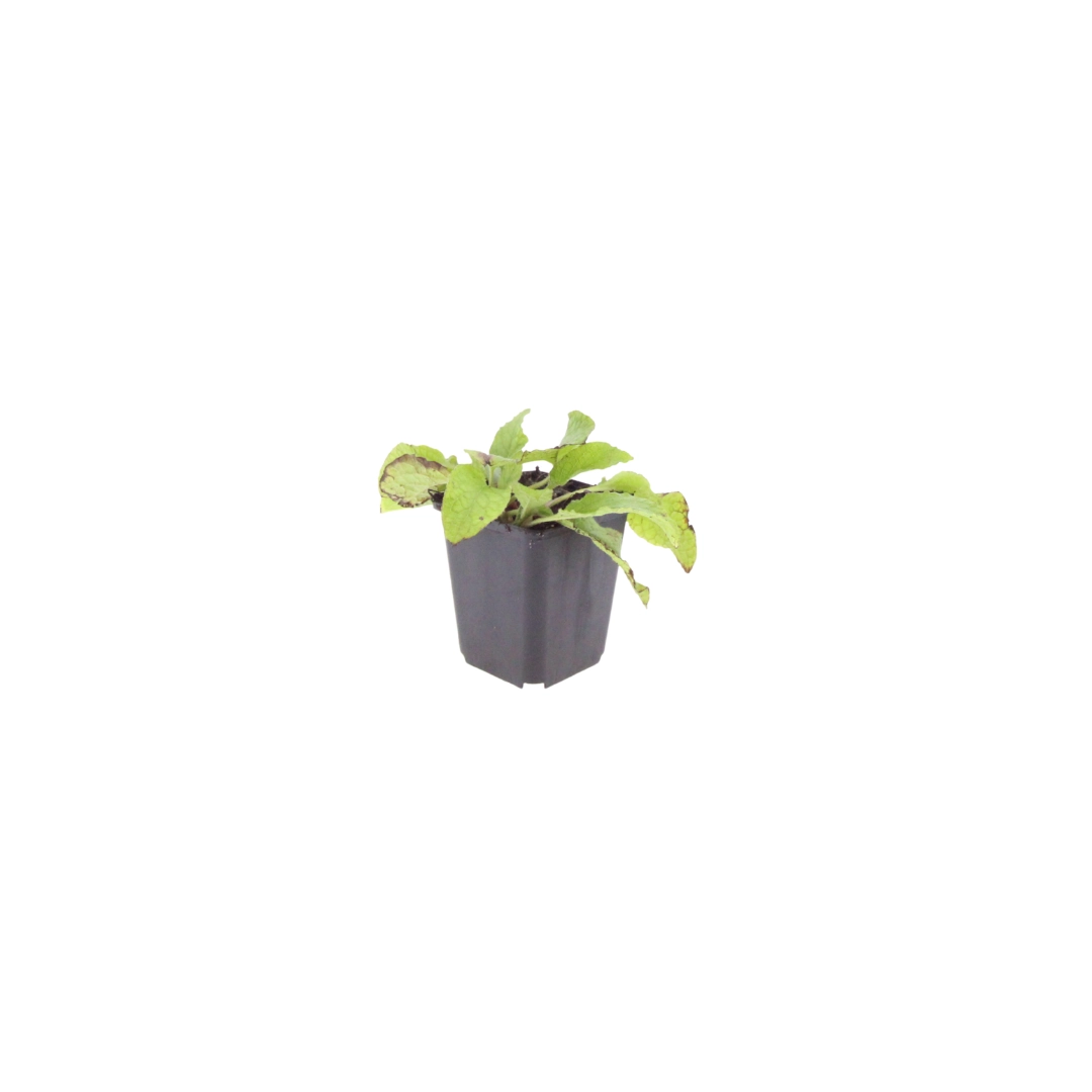 Symphytum grandiflorum ‘Wisley Blue’ im Garten
