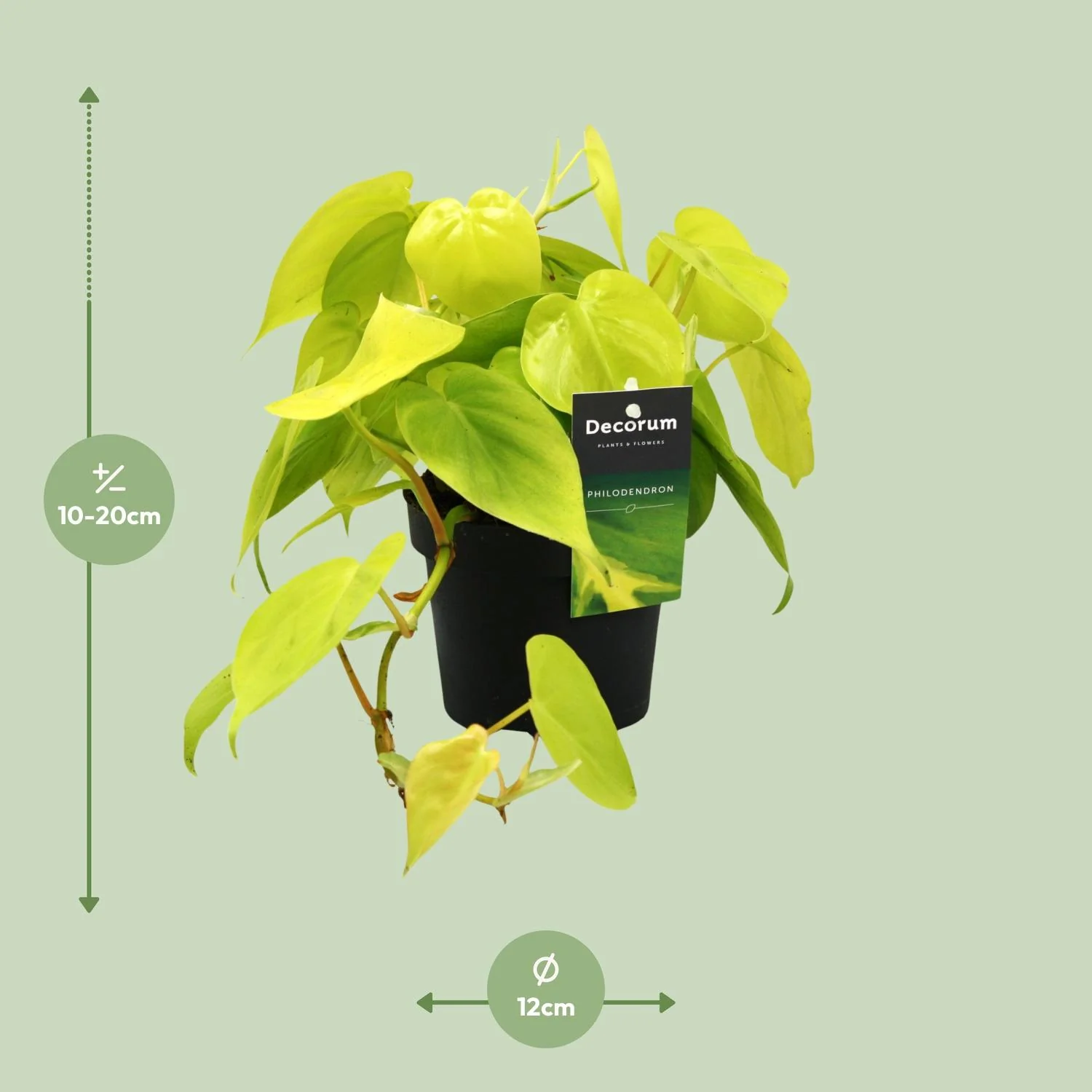 Philodendron Lime in Topf