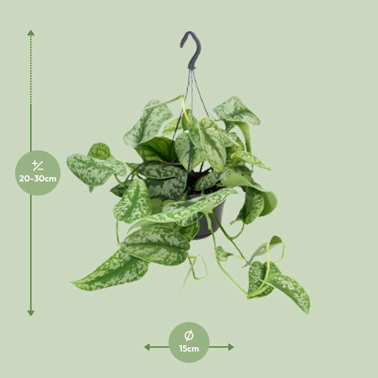 Scindapsus Pictus Trebie in voller Pracht