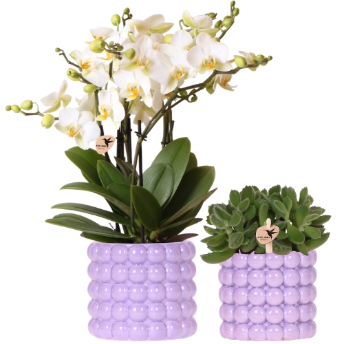 Lausanne Orchidee (weiß) und Grünpflanze im Poppy Lila Übertopf – Vorderansicht