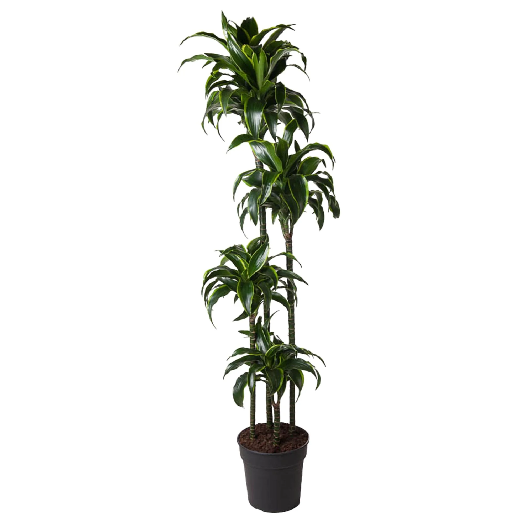 Detailansicht Dracaena Dorado