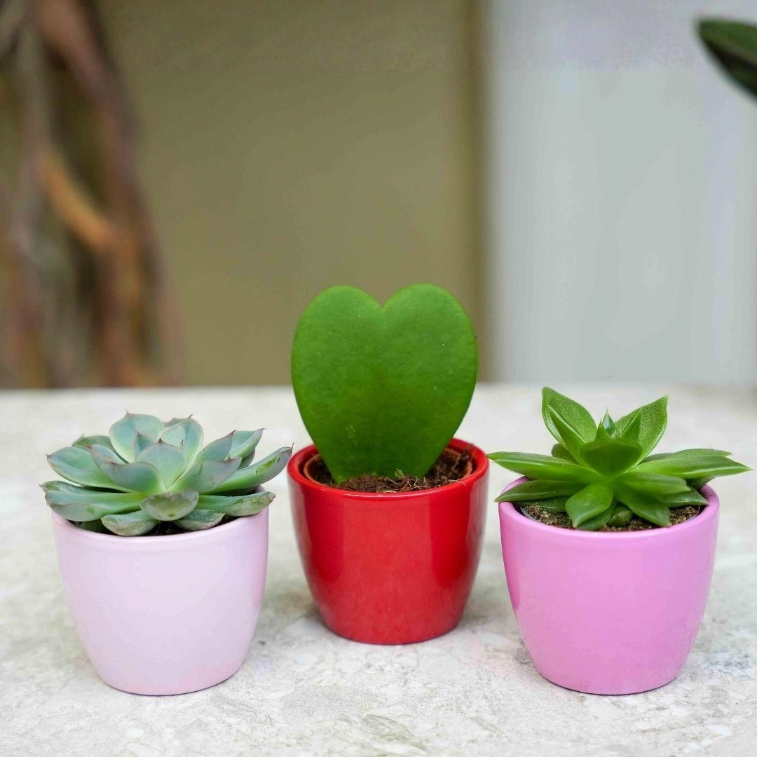 Mini Pflanzen-Set in drei bunten Töpfen auf weißem Hintergrund