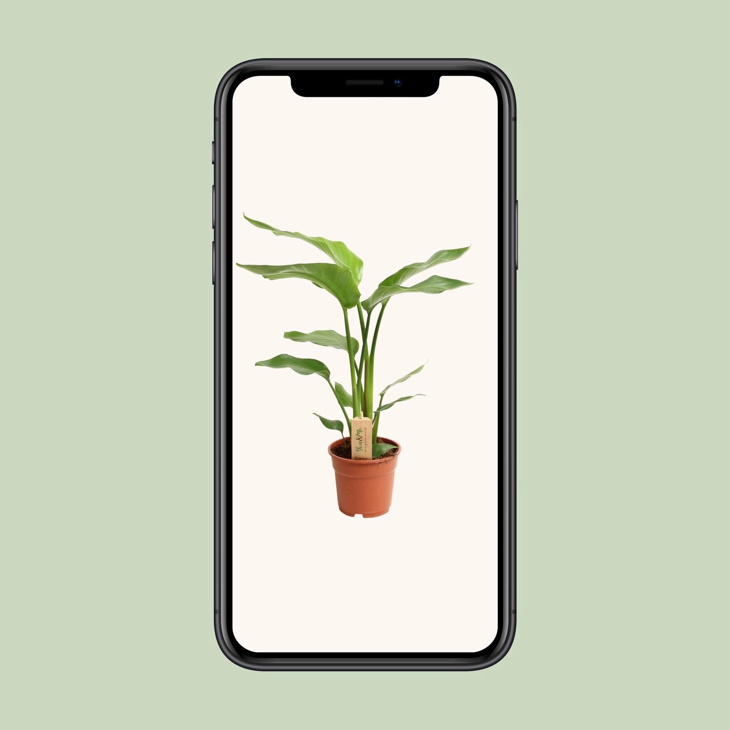 Paradiesvogel-Blume in natürlicher Umgebung