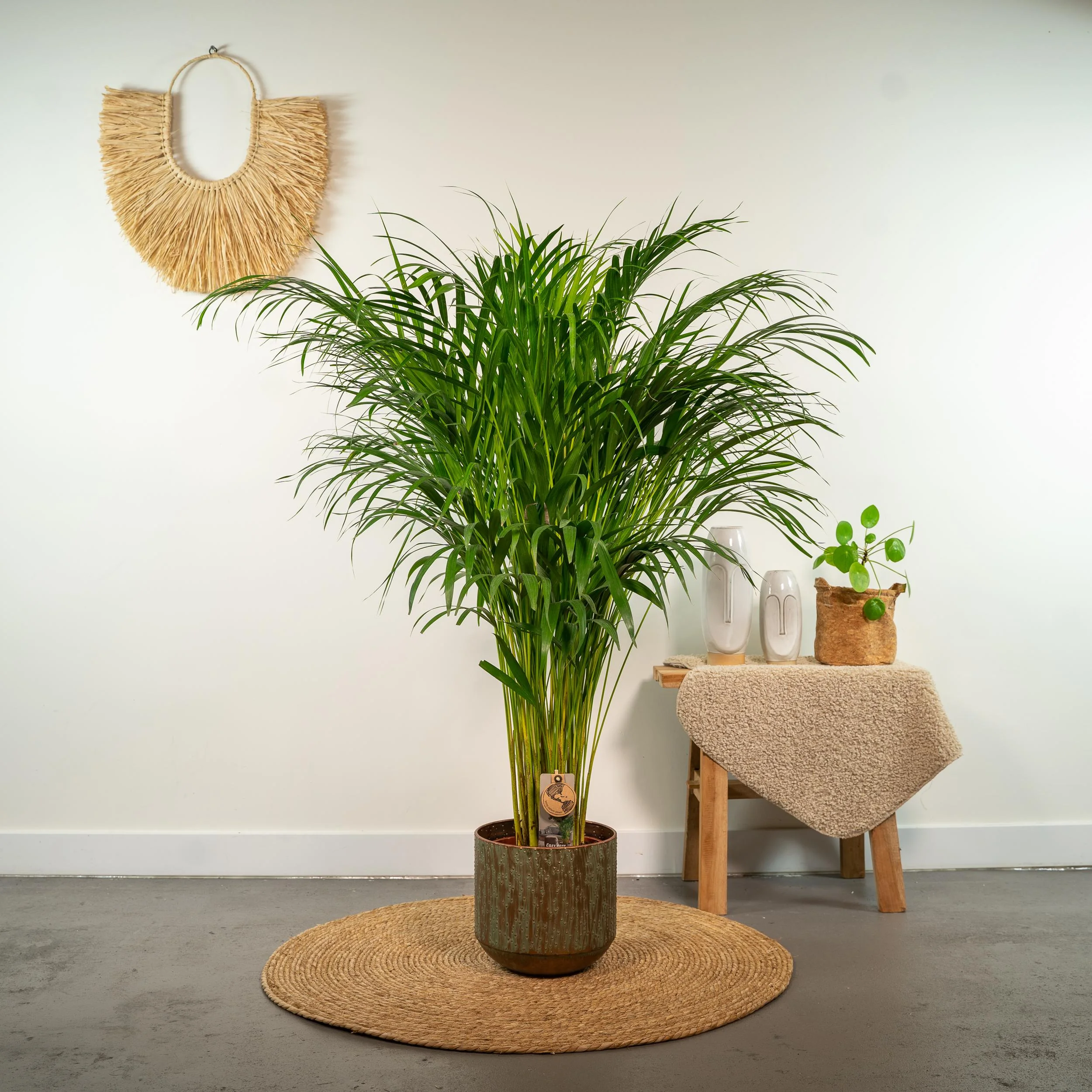 Detailansicht Areca-Palme