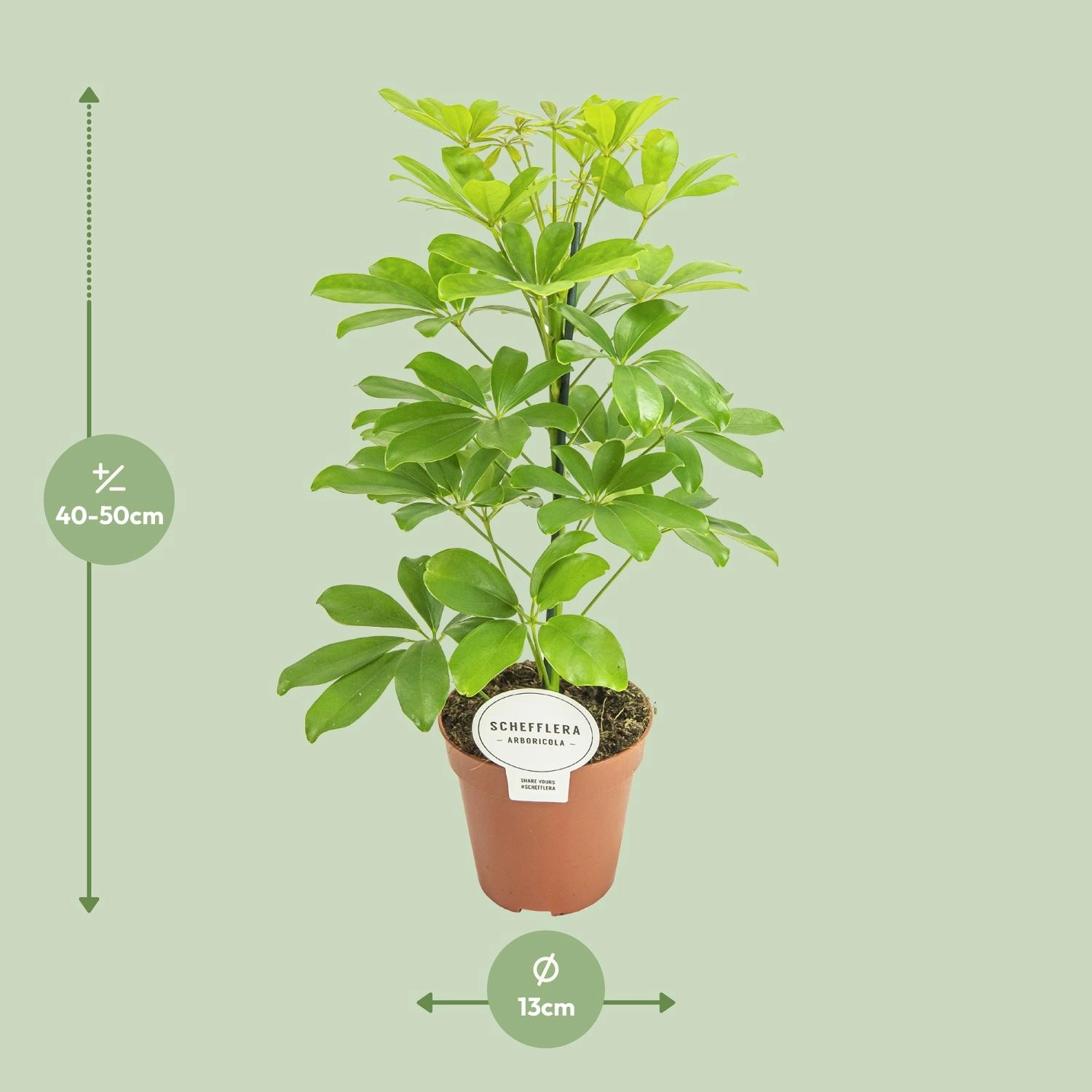 Schefflera (Umbrella-Baum) frontalansicht im Topf