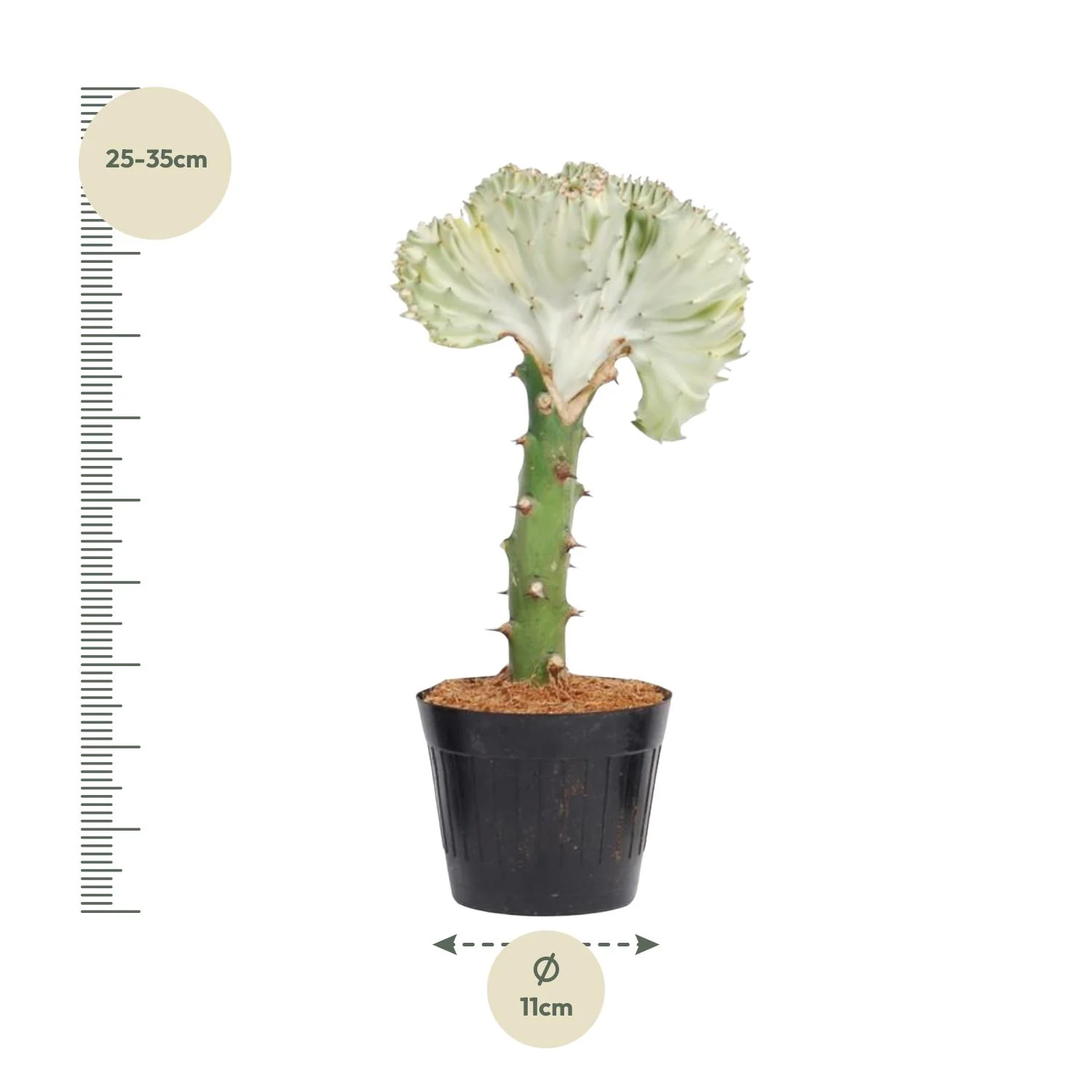 Euphorbia lactea Cristata – Detailansicht