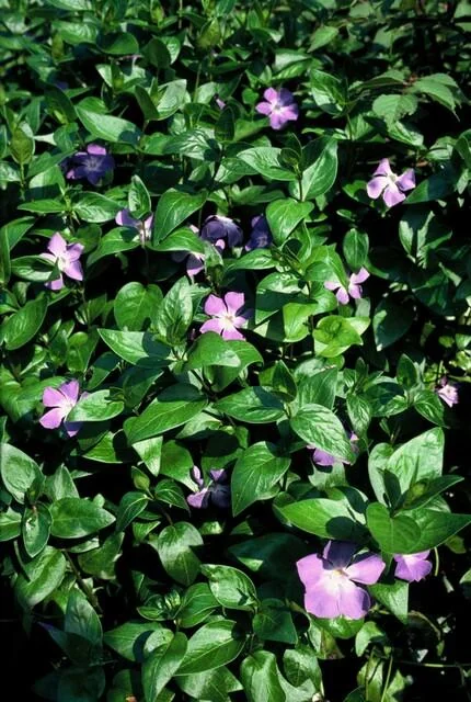 Vinca major - Detailansicht