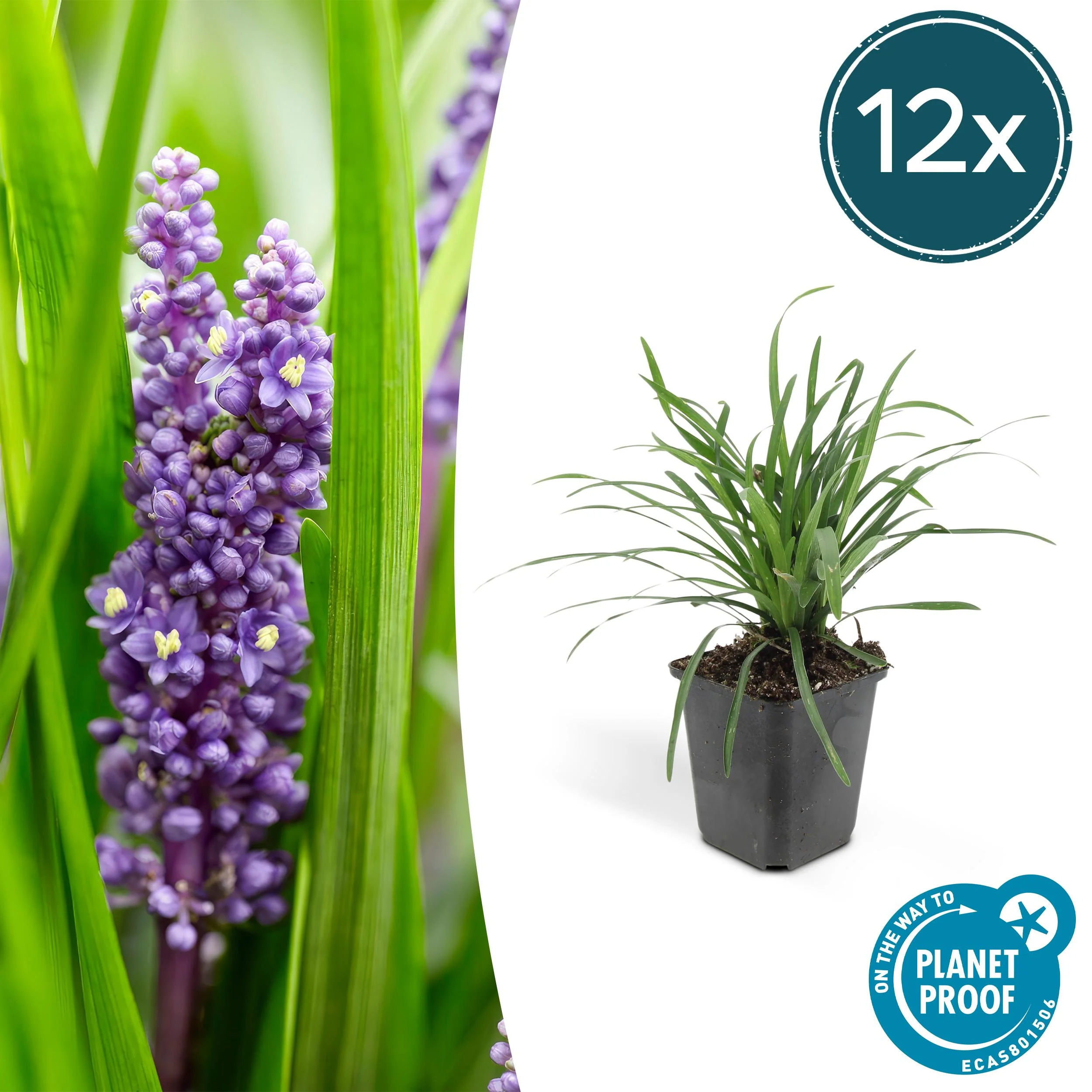 Liriope muscari 'Moneymaker' im Garten