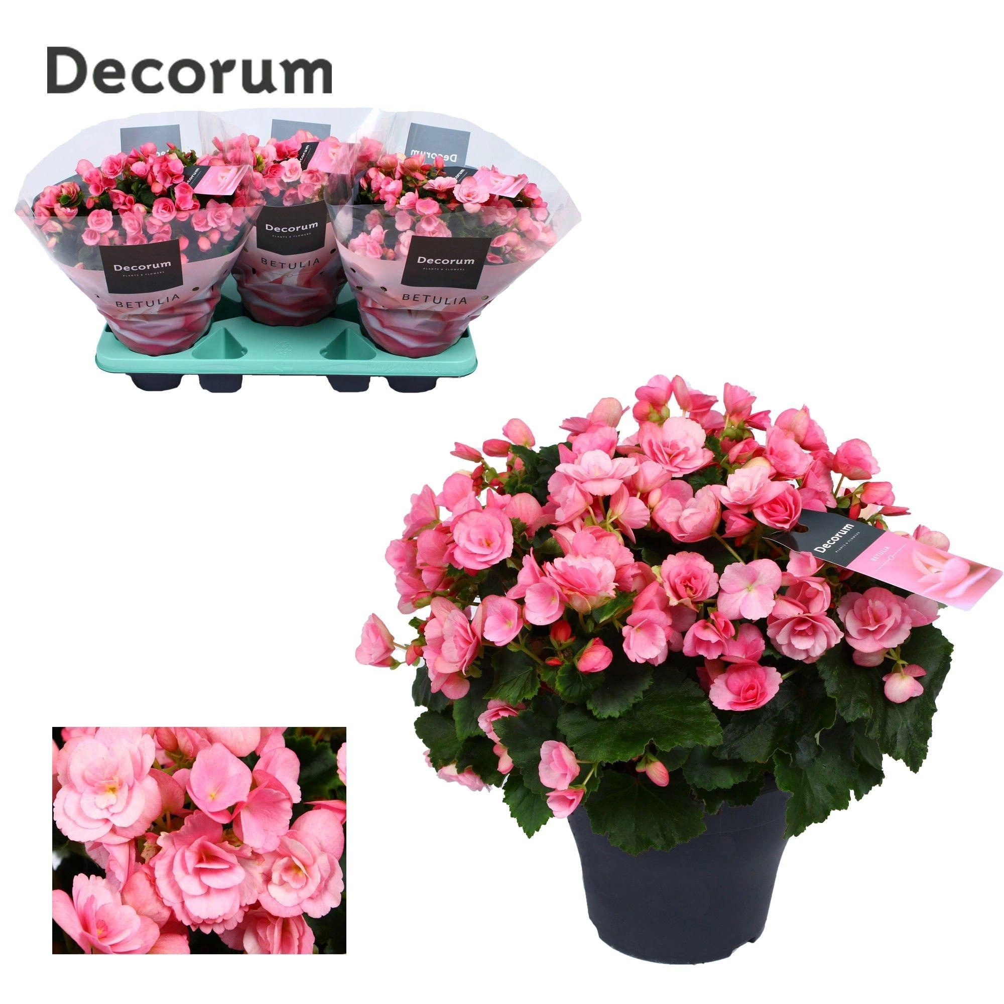 Begonia Betulia Candy Rosa - Produktbild