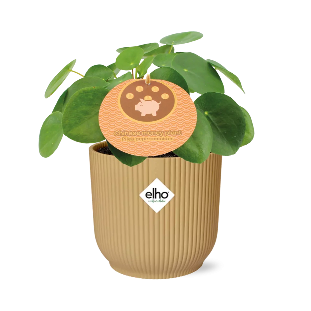 Detailaufnahme der Aluminium-Pflanze