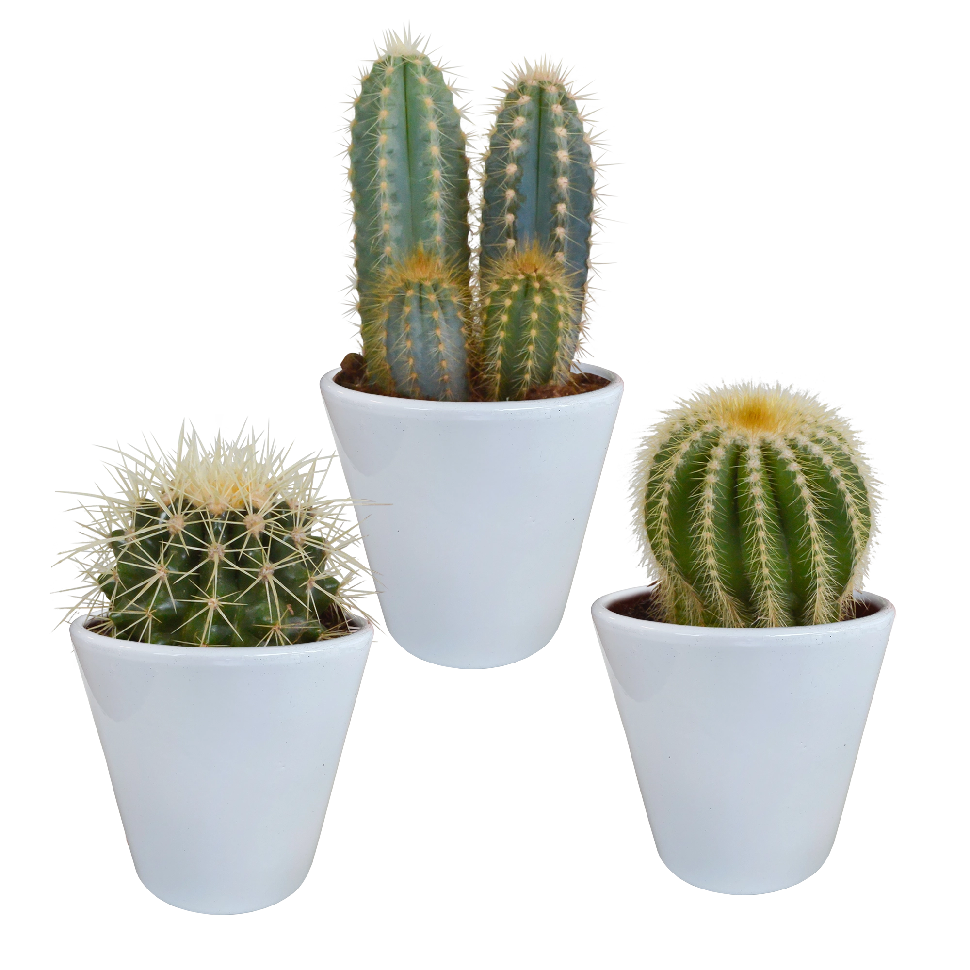 Kaktus Mischungen in weißem Topf