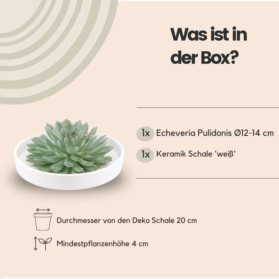 Echeveria pulidonis in Keramikschale