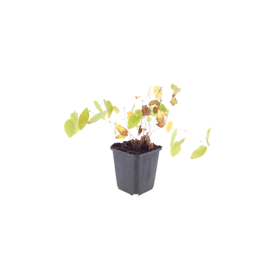 Epimedium × youngianum 'Niveum' - Blüte