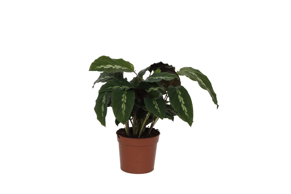 Calathea Maui Queen - beeindruckende Blätter