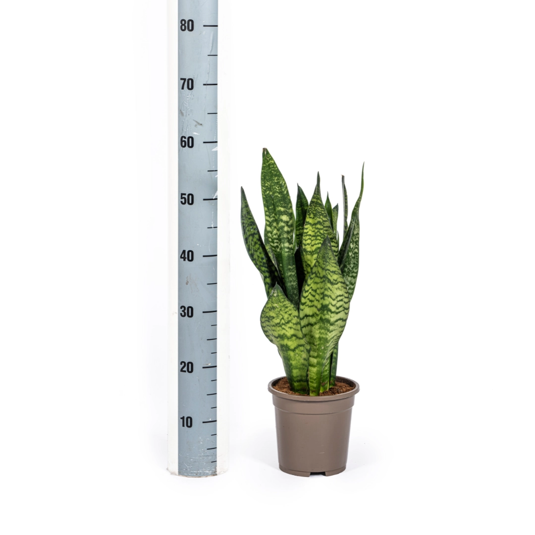 Sansevieria im Topf