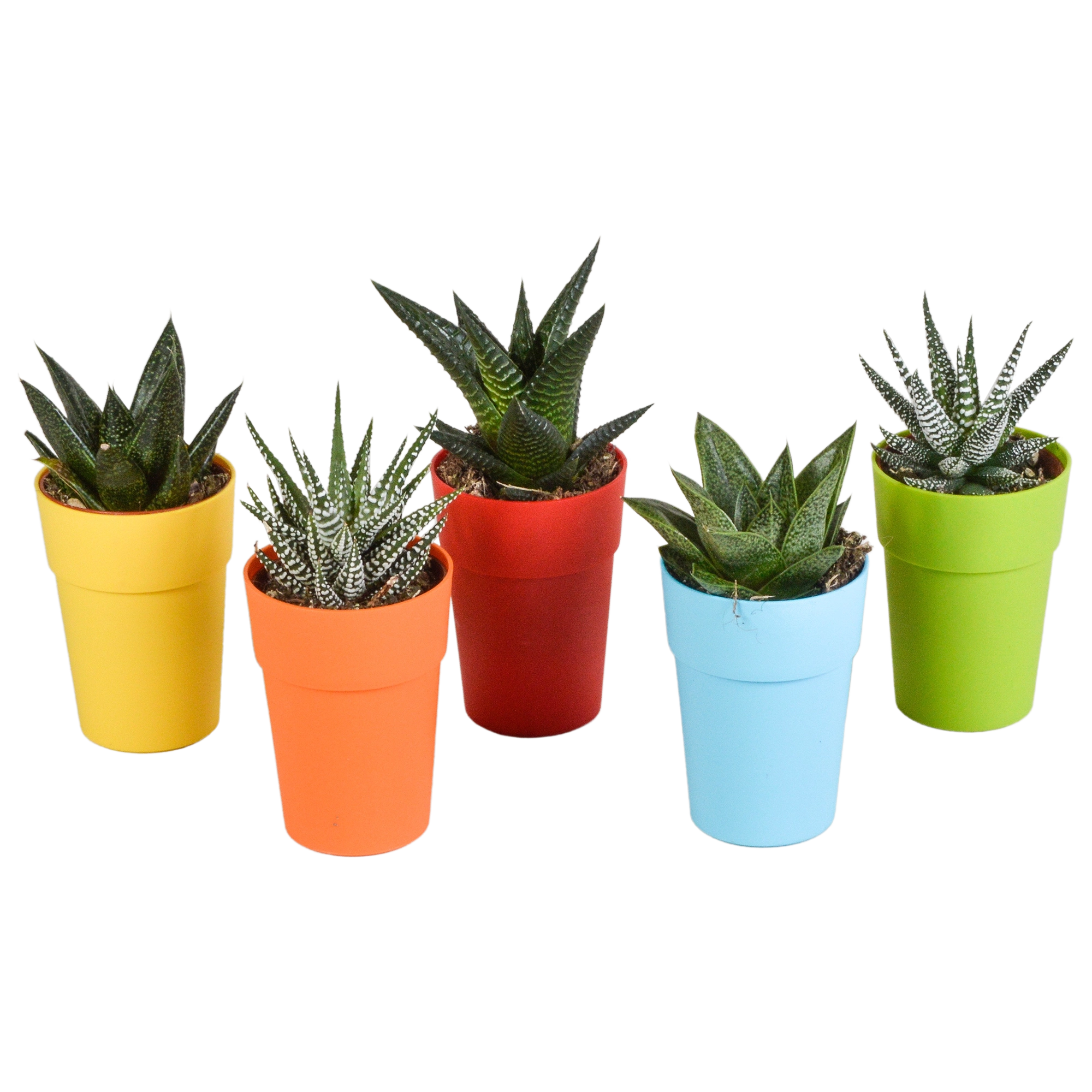 Schöne Gasteria Pflanze in buntem Topf